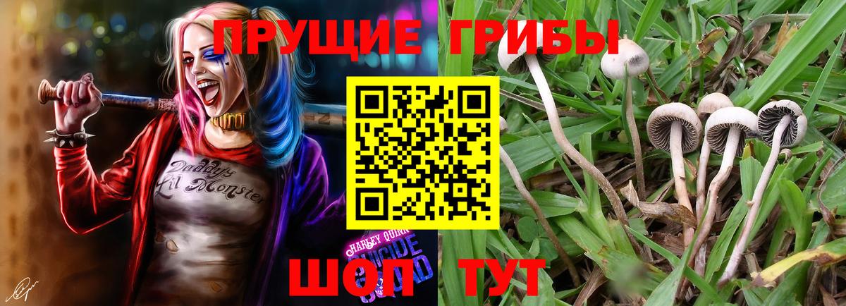 Галлюциногенные грибы Cubensis  Галлюциногенные грибы Cubensis  Елабуга  Вход с VPN 