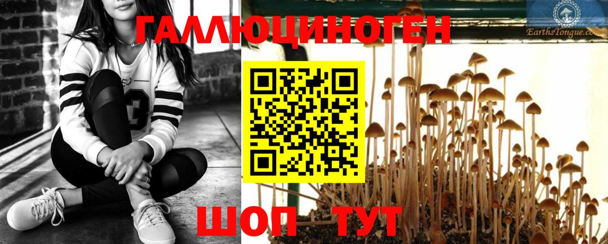 Псилоцибиновые грибы Psilocybe Елабуга